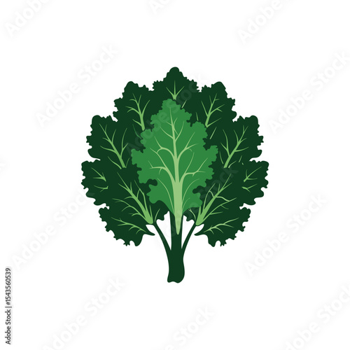 Vibrant Green Kale Illustration Leafy Vegetable Graphic