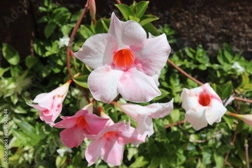 pink and white flowers