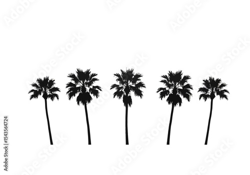 Silhouette Majesty A Collection of Majestic Palm Trees Standing Tall Against the Sky a Symbol of Warm Tropical Climates