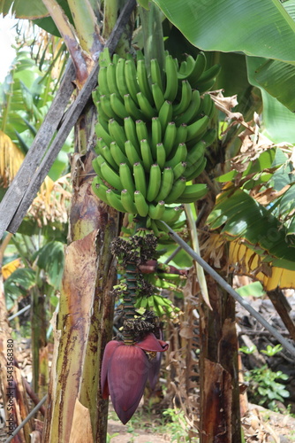 banana tree with bunch of banana's