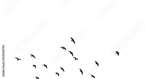 Birds Flying At Night Silhouette