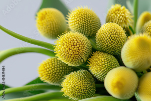 Vibrant cluster of yellow phlomis flowers showcases their unique texture and shape, creating cheerful and lively atmosphere