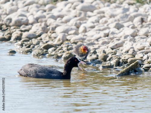 Foulque macroule (Fulica atra) avec son poussin, scène de soin parental en baie de Somme