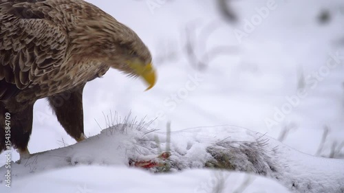 Close-up of a white-tailed eagle, Haliaeetus albicilla, eating a dead wild boar in winter. Winter in the forest.