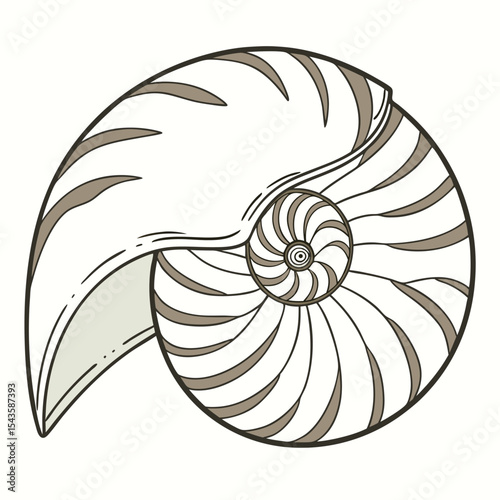 Nautilus shell illustration with spiral design in taupe and white colors