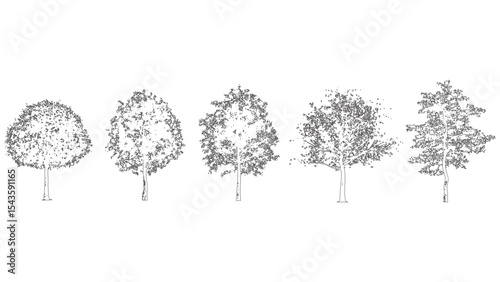 Detailed line drawings of trees with varying shapes and leaves photo