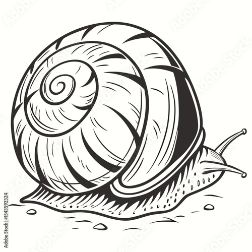 Black and white snail illustration detailed vector graphic for educational resources
