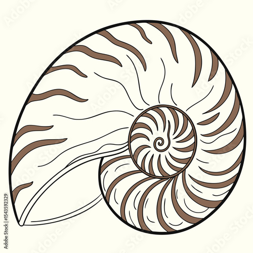 Illustrated nautilus shell with brown stripes and concentric chambers vector design