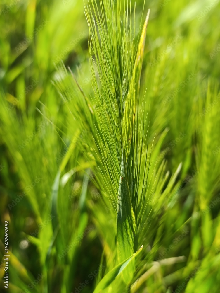 green wheat field green wheat field