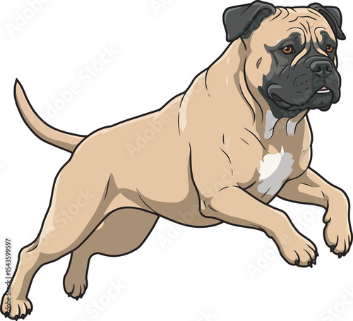 Bullmastiff Dog Clip art Vector and Illustration Art White Color Background