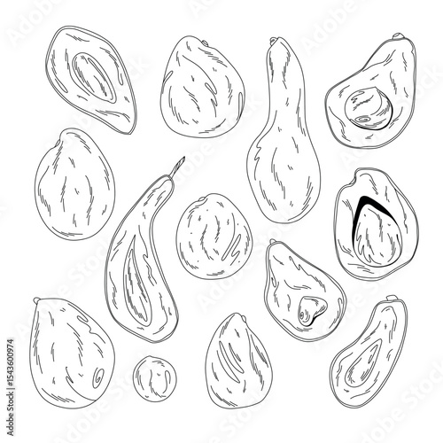Outline set of linear illustrations of avocado of various varieties, shapes and sizes, for packaging