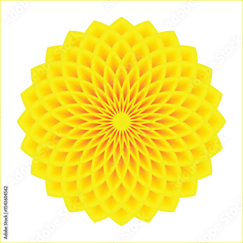dahlia