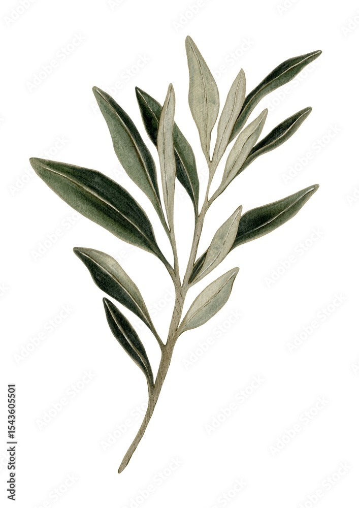 Fototapeta premium Watercolor pattern design featuring olive leaves for textiles and packaging purposes