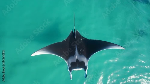 Majestic manta ray gliding through clear turquoise waters of tropical ocean