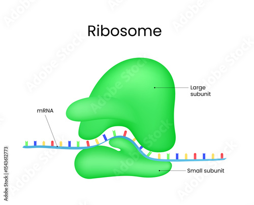 Ribosome and mRNA in Protein Synthesis