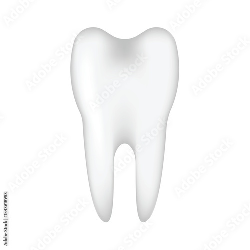 Anatomical model of a healthy tooth on a white isolated background