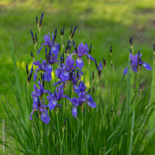 Blooming iris bushes on a natural background. Floriculture, perennials, landscape design.