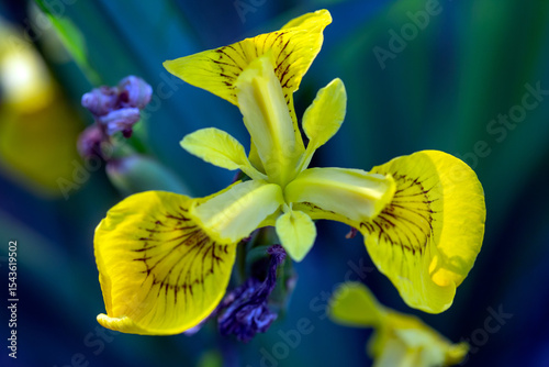 Bright iris flowers on a natural background. Floriculture, perennials, landscape design.