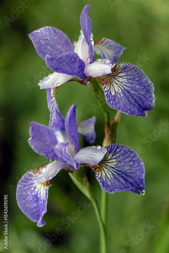 Bright iris flowers on a natural background. Floriculture, perennials, landscape design.