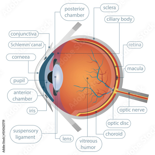 Eye Anatomy: Diagram showing parts of the eye for educational purposes.
