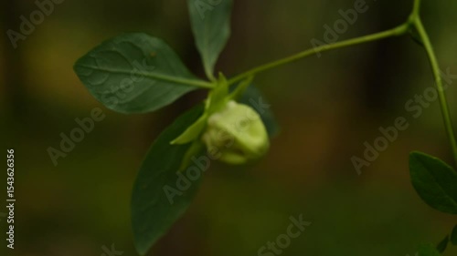 Wallpaper Mural natural scenery inside Changbai mountain, north east China with stream inside forest Torontodigital.ca