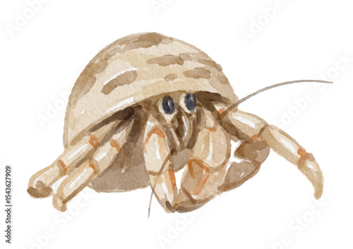 Watercolor hermit crab isolated on white background