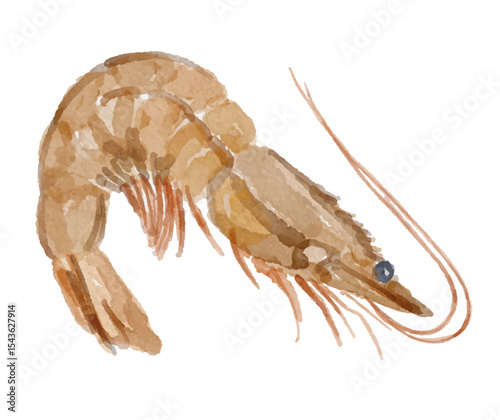 Watercolor shrimp hand painted
