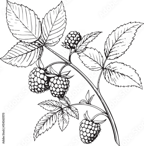 Raspberry branch Vector Illustration, Sketch Drawing Line Linear Symbol Icon Engraving Coloring Book, Hand-drawn Black and White Isolated