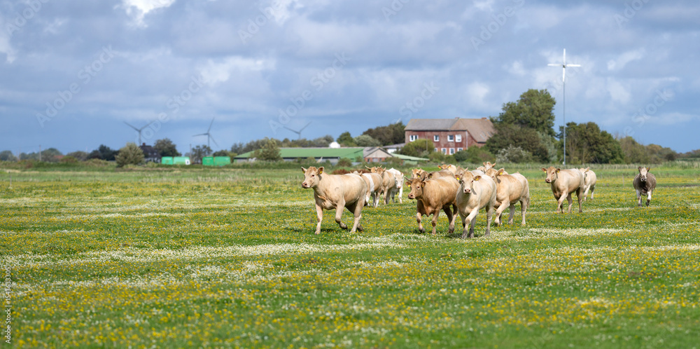 Fototapeta premium Cow on farm. Cow in fields. Cattle ranch. Summer mountain landscape with grazing cow. Herd of cows on a grassy meadow. Cattle in nature. Pastures with cow. Rural livestock. Grazing cow.