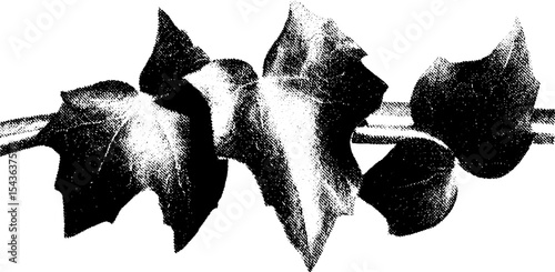 Gothic ivy tendrils in high contrast black and white design for art prints