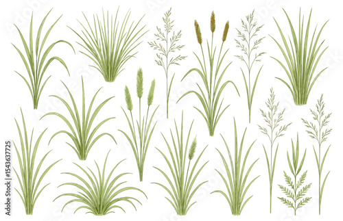 Botanical meadow illustration featuring diverse watercolor green grass and reed plants in naturalistic style