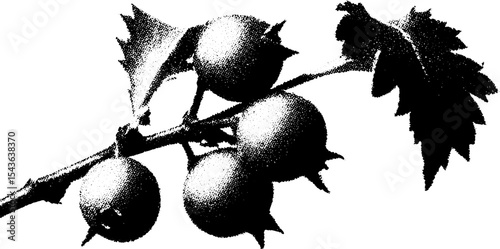 High contrast black and white hawthorn berry twig for botanical designs