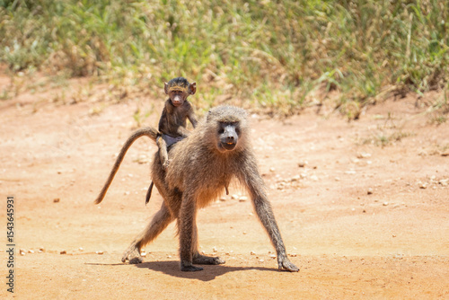 Mother baboon showing her smile while carrying her baby