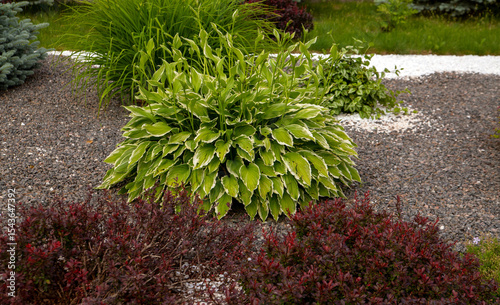 Hosta on a flower bed in the park. Ornamental plant for shade. Perennial plant in garden landscaping.