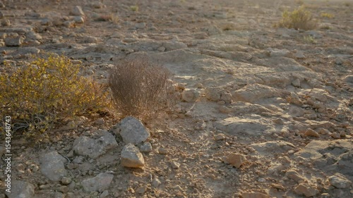 Rolling tumbleweed plant blown in the wind gets stuck on desert green bush. Dry plant detached from root tumbling on ground. Vast open area with arid conditions in hot summer weather condition