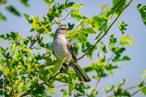 Fotografía Perfectly posed northern mockingbird
