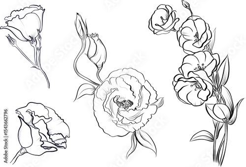 Hand drawn eustoma flowers and buds sketch vector