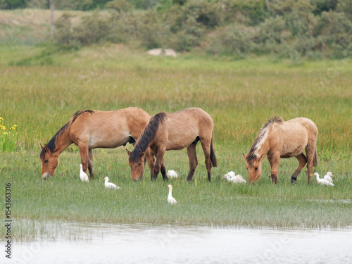 Chevaux Konik polski broutant en zone humide avec des hérons garde-bœufs (Bubulcus ibis) au Parc du Marquenterre