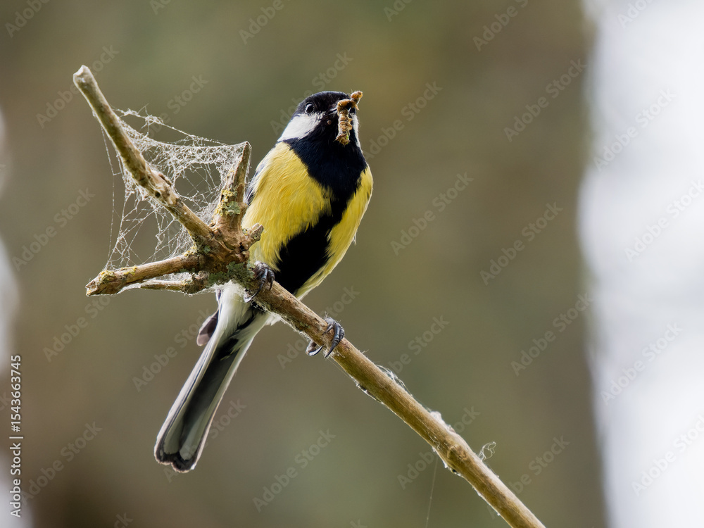 Obraz premium Mésange charbonnière (Parus major) avec une proie dans le bec, perchée sur une branche ornée de toiles d’araignée