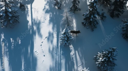 Aerial View of Snow-Covered Forest with Animal Tracks and Shadows