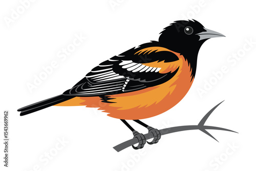 Colorful oriole bird illustration in detailed vector design style


