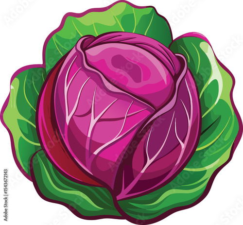 Red cabbage vector illustration on white background showing isolated fresh vegetable