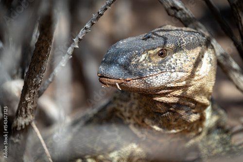 A Rock Monitor Lizard peeks out from a burrow.