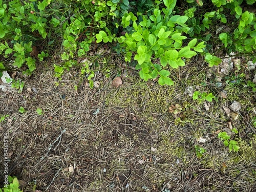 forest surface path with twisting roots, dark soil, leaf litter. Top down view. autumn banner with empty copy space for text
