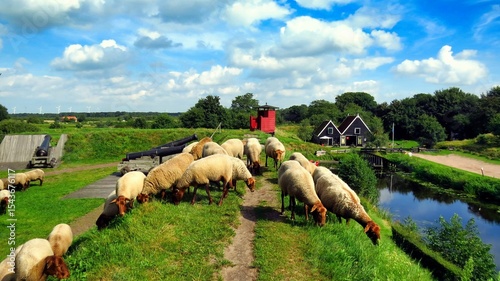 flock in the village in Bourtange, Holland