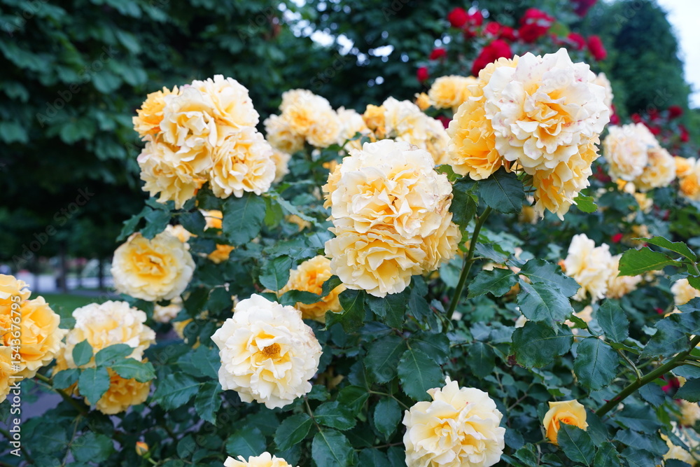 Obraz premium Yellow roses