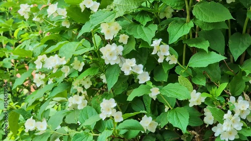 Large flowering jasmine bush with many bright flowers with a delicate aroma