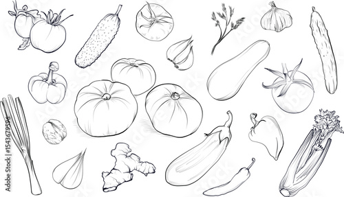 Big set of vegetables and herbs vector