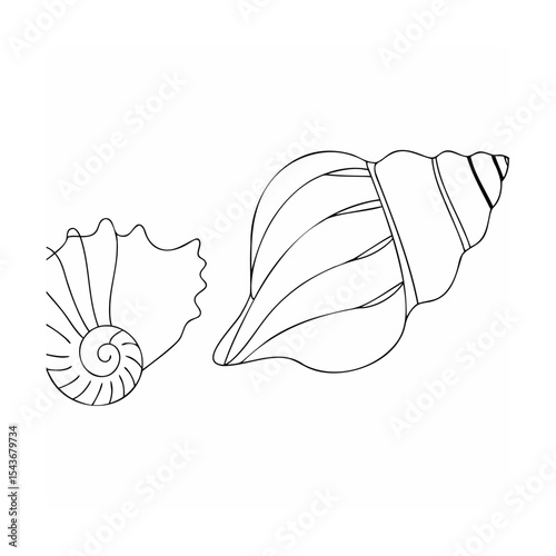 Two Seashells Line Art Black and White Nautical Illustration