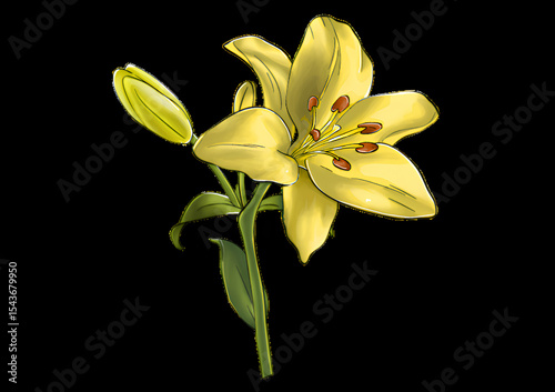 yellow Lily Flower Illustration